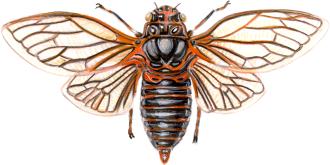 cicadelles<BR>ordre des homoptères<BR>cigale