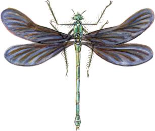 libellules demoiselles<BR>ordre des odonates<BR>calopteryx vierge