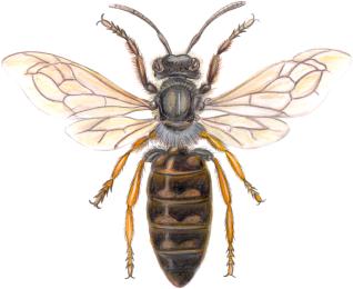 ordre des hymenoptères<BR>abeille domestique femelle