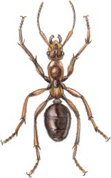 ordre des hymenoptères<BR>fourmi rousse ouvrière
