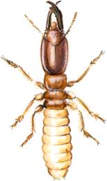 termites<BR>ordre des isoptères<BR>termite à cou jaune