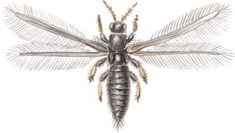 thrips<BR>ordre des thysanoptères<BR>thrips